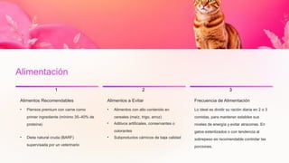 Alimentación
1
Alimentos Recomendables
• Piensos premium con carne como
primer ingrediente (mínimo 35–40% de
proteína)
• Dieta natural cruda (BARF)
supervisada por un veterinario
2
Alimentos a Evitar
• Alimentos con alto contenido en
cereales (maíz, trigo, arroz)
• Aditivos artificiales, conservantes o
colorantes
• Subproductos cárnicos de baja calidad
3
Frecuencia de Alimentación
Lo ideal es dividir su ración diaria en 2 o 3
comidas, para mantener estables sus
niveles de energía y evitar atracones. En
gatos esterilizados o con tendencia al
sobrepeso es recomendable controlar las
porciones.
 