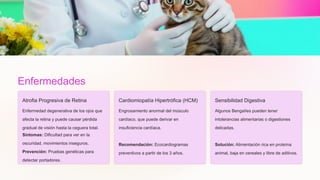 Enfermedades
Comunes
Atrofia Progresiva de Retina
Enfermedad degenerativa de los ojos que
afecta la retina y puede causar pérdida
gradual de visión hasta la ceguera total.
Síntomas: Dificultad para ver en la
oscuridad, movimientos inseguros.
Prevención: Pruebas genéticas para
detectar portadores.
Cardiomiopatía Hipertrófica (HCM)
Engrosamiento anormal del músculo
cardíaco, que puede derivar en
insuficiencia cardíaca.
Recomendación: Ecocardiogramas
preventivos a partir de los 3 años.
Sensibilidad Digestiva
Algunos Bengalíes pueden tener
intolerancias alimentarias o digestiones
delicadas.
Solución: Alimentación rica en proteína
animal, baja en cereales y libre de aditivos.
 