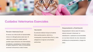 Cuidados Veterinarios Esenciales
Revisión Veterinaria Anual
Al menos una visita al año es imprescindible,
incluso si tu Bengalí parece estar sano. El
veterinario evaluará su estado general,
posibles signos tempranos de enfermedades
hereditarias y actualizará su historial médico.
En gatos mayores de 7 años, se recomienda
aumentar la frecuencia a cada 6 meses.
Vacunación
El protocolo habitual incluye la trivalente
felina (panleucopenia, calicivirus y
rinotraqueítis), leucemia felina (FeLV) y rabia
(obligatoria en algunas comunidades
autónomas).
Desparasitación y Esterilización
Desparasitación interna cada 3-6 meses y
externa mensual o bimensual. La
esterilización o castración es recomendable
si no se tiene intención de criar, reduciendo
problemas de comportamiento y riesgos de
salud.
 