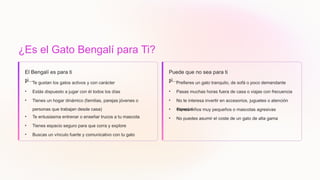 ¿Es el Gato Bengalí para Ti?
El Bengalí es para ti
si...
• Te gustan los gatos activos y con carácter
• Estás dispuesto a jugar con él todos los días
• Tienes un hogar dinámico (familias, parejas jóvenes o
personas que trabajan desde casa)
• Te entusiasma entrenar o enseñar trucos a tu mascota
• Tienes espacio seguro para que corra y explore
• Buscas un vínculo fuerte y comunicativo con tu gato
Puede que no sea para ti
si...
• Prefieres un gato tranquilo, de sofá o poco demandante
• Pasas muchas horas fuera de casa o viajas con frecuencia
• No te interesa invertir en accesorios, juguetes o atención
especial
• Tienes niños muy pequeños o mascotas agresivas
• No puedes asumir el coste de un gato de alta gama
 