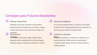 Consejos para Futuros Adoptantes
1 Dedícale Tiempo Diario
El Bengalí no tolera bien la soledad ni el aburrimiento.
Necesita interacción frecuente con sus humanos. Si pasas
muchas horas fuera de casa, valora tener otro gato como
compañero.
2 Estimula su Inteligencia
Es una raza que aprende rápido y se aburre aún más rápido.
Enseñarle trucos, utilizar juguetes tipo puzzle o entrenarlo con
clicker le ayuda a canalizar su energía mental.
3 Crea Espacios
Verticales
Los Bengalíes adoran trepar, saltar y explorar alturas.
Asegúrate de tener rascadores altos, árboles para gatos,
estanterías seguras o estructuras verticales tipo "cat wall".
4 Contacta con Criadores
Éticos
Asegúrate de contactar a un criador ético, registrado y con
buenas referencias. Solicita siempre la documentación
completa del gatito: pedigrí, microchip, cartilla veterinaria y
pruebas genéticas.
 