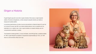 Origen e Historia
El gato Bengalí surge del cruce entre un gato doméstico (Felis catus) y el gato leopardo
asiático (Prionailurus bengalensis), un felino salvaje de pequeño tamaño que habita en
bosques del sudeste asiático.
Los primeros experimentos con estos cruces se documentaron a finales del siglo XIX, pero fue
en los años 60 cuando Jean Mill, una criadora estadounidense, inició un programa de cría
sistemático con un objetivo claro: crear un gato doméstico con aspecto salvaje, pero con
comportamiento equilibrado y sociable.
Tras décadas de trabajo genético y cruces controlados, Jean Mill logró fijar un estándar estable.
En 1983, el gato Bengalí fue aceptado en exposiciones experimentales por TICA, y en 1991
obtuvo su reconocimiento oficial como raza.
 