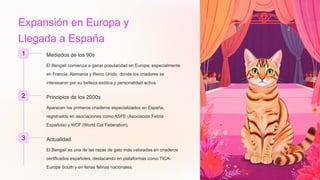 Expansión en Europa y
Llegada a España
1 Mediados de los 90s
El Bengalí comienza a ganar popularidad en Europa, especialmente
en Francia, Alemania y Reino Unido, donde los criadores se
interesaron por su belleza exótica y personalidad activa.
2 Principios de los 2000s
Aparecen los primeros criaderos especializados en España,
registrados en asociaciones como ASFE (Asociación Felina
Española) y WCF (World Cat Federation).
3 Actualidad
El Bengalí es una de las razas de gato más valoradas en criaderos
certificados españoles, destacando en plataformas como TICA-
Europe South y en ferias felinas nacionales.
 