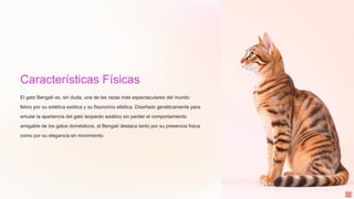 Características Físicas
El gato Bengalí es, sin duda, una de las razas más espectaculares del mundo
felino por su estética exótica y su fisonomía atlética. Diseñado genéticamente para
emular la apariencia del gato leopardo asiático sin perder el comportamiento
amigable de los gatos domésticos, el Bengalí destaca tanto por su presencia física
como por su elegancia en movimiento.
 
