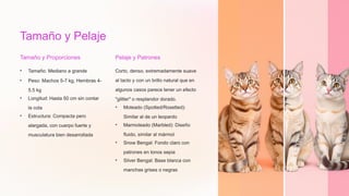 Tamaño y Pelaje
Tamaño y Proporciones
• Tamaño: Mediano a grande
• Peso: Machos 5-7 kg, Hembras 4-
5.5 kg
• Longitud: Hasta 50 cm sin contar
la cola
• Estructura: Compacta pero
alargada, con cuerpo fuerte y
musculatura bien desarrollada
Pelaje y Patrones
Corto, denso, extremadamente suave
al tacto y con un brillo natural que en
algunos casos parece tener un efecto
"glitter" o resplandor dorado.
• Moteado (Spotted/Rosetted):
Similar al de un leopardo
• Marmoleado (Marbled): Diseño
fluido, similar al mármol
• Snow Bengal: Fondo claro con
patrones en tonos sepia
• Silver Bengal: Base blanca con
manchas grises o negras
 