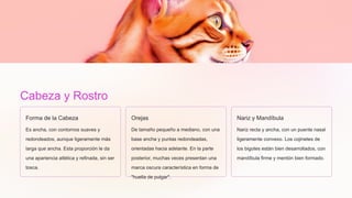 Cabeza y Rostro
Forma de la Cabeza
Es ancha, con contornos suaves y
redondeados, aunque ligeramente más
larga que ancha. Esta proporción le da
una apariencia atlética y refinada, sin ser
tosca.
Orejas
De tamaño pequeño a mediano, con una
base ancha y puntas redondeadas,
orientadas hacia adelante. En la parte
posterior, muchas veces presentan una
marca oscura característica en forma de
"huella de pulgar".
Nariz y Mandíbula
Nariz recta y ancha, con un puente nasal
ligeramente convexo. Los cojinetes de
los bigotes están bien desarrollados, con
mandíbula firme y mentón bien formado.
 
