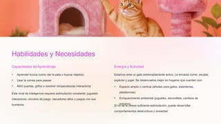 Habilidades y Necesidades
Capacidades de Aprendizaje
• Aprender trucos (como dar la pata o buscar objetos)
• Usar la correa para pasear
• Abrir puertas, grifos o resolver rompecabezas interactivos
Este nivel de inteligencia requiere estimulación constante: juguetes
interactivos, circuitos de juego, rascadores altos y juegos con sus
humanos.
Energía y Actividad
Estamos ante un gato extremadamente activo. Le encanta correr, escalar,
explorar y jugar. Se desenvuelve mejor en hogares que cuenten con:
• Espacio amplio o vertical (árboles para gatos, estanterías,
plataformas)
• Enriquecimiento ambiental (juguetes, escondites, cambios de
entorno)
Si no se le ofrece suficiente estimulación, puede desarrollar
comportamientos destructivos o ansiedad.
 