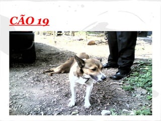 CÃO 19
 