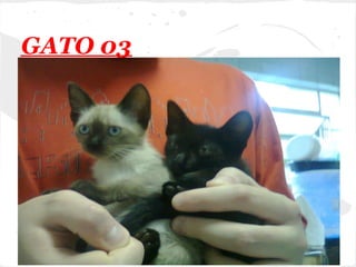 GATO 03
 