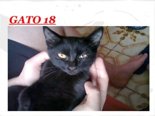 GATO 18
 