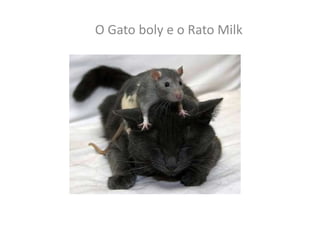 O Gato boly e o Rato Milk
 