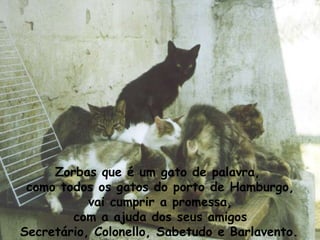 Zorbas que é um gato de palavra, como todos os gatos do porto de Hamburgo, vai cumprir a promessa, com a ajuda dos seus amigos Secretário, Colonello, Sabetudo e Barlavento.   