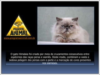 www.programaanimal.com.br




     O gato Himalaia foi criado por meio de cruzamentos consecutivos entre
     espécimes das raças persa e siamês. Deste modo, combinam a vasta e
    sedosa pelagem dos persas com o porte e a marcação de cores presentes
                                  nos siameses.
 