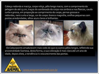 Cabeça redonda e maciça, corpo roliço, pêlo longo macio, com o comprimento da
pelagem de até 13 cm, traços do sombreado do corpo nos ombros e nos flancos, cauda
curta e grossa, em proporção ao comprimento do corpo, pernas grossas e
redondas, nariz curto e largo, cor do corpo: branco magnólia, orelhas pequenas com
pontas arredondadas, olhos azuis claros e brilhantes.




  Os Colourpoints amadurecem mais cedo do que os outros pêlos longos, refletindo sua
ancestralidade Siamesa, desta forma, a sua coloração é mais clara até um ano de
idade, depois disto, a tendência é o escurecimento das pontas.




                 www.programaanimal.com.br
 