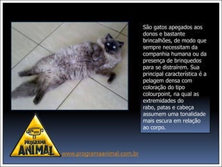 São gatos apegados aos
                            donos e bastante
                            brincalhões, de modo que
                            sempre necessitam da
                            companhia humana ou da
                            presença de brinquedos
                            para se distraírem. Sua
                            principal característica é a
                            pelagem densa com
                            coloração do tipo
                            colourpoint, na qual as
                            extremidades do
                            rabo, patas e cabeça
                            assumem uma tonalidade
                            mais escura em relação
                            ao corpo.



www.programaanimal.com.br
 