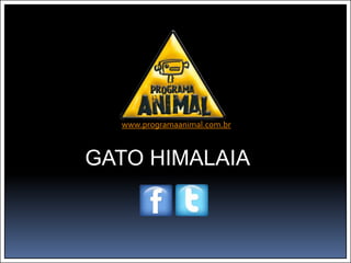 www.programaanimal.com.br



GATO HIMALAIA
 