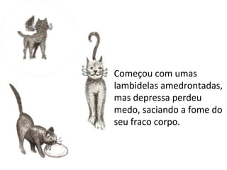 Começou com umas
lambidelas amedrontadas,
mas depressa perdeu
medo, saciando a fome do
seu fraco corpo.
 
