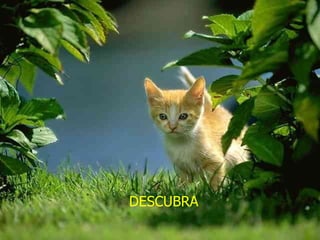 DESCUBRA 