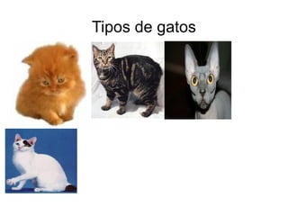 La nariz:Su nariz es su huella dactilar como la nuestra que es la yema del dedo. 