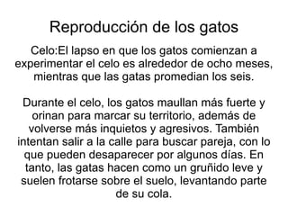 La limpieza de el gato:Los gatos son muy limpios y dedican su tiempo a asearse con su lengua.  