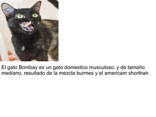 El gato Bombay es un gato domestico musculoso, y de tamaño mediano, resultado de la mezcla burmes y el americam shorthair. 