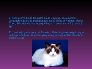 El peso promedio de los gatos es de 3 a 5 kg, pero existen verdaderos gatos de peso pesado, tal es como el Ragdoll, Maine Coon, Bosques de Noruega que llegan a pesar entre 6 y hasta 8 kg!! En contraste gatos como el Siamés u Oriental, parecen gatos que se los puede llevar el viento, ya que algunos ejemplares hembras pesan 2.5 kg. 