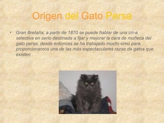 Origen  del  Gato  Persa Gran Bretaña, a partir de 1870 se puede hablar de una crí­a selectiva en serio destinada a fijar y mejorar la cara de muñeca del gato persa, desde entonces se ha trabajado muchí­simo para proporcionarnos una de las más espectaculares razas de gatos que existen . 