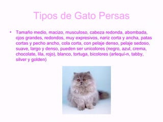 Tipos de Gato Persas Tamaño medio, macizo, musculoso, cabeza redonda, abombada, ojos grandes, redondos, muy expresivos, nariz corta y ancha, patas cortas y pecho ancho, cola corta, con pelaje denso, pelaje sedoso, suave, largo y denso, pueden ser unicolores (negro, azul, crema, chocolate, lila, rojo), blanco, tortuga, bicolores (arlequí­n, tabby, silver y golden) 