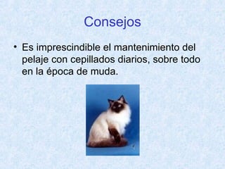 Consejos Es imprescindible el mantenimiento del pelaje con cepillados diarios, sobre todo en la época de muda. 