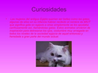 Curiosidades Las mujeres del antiguo Egipto querían ser bellas como las gatas, algunas de ellas en su infancia habían recibido el nombre de MIUT que significa gata en egipcio a otras simplemente se les apodaba cariñosamente así, llamándolas gatas. Estos animales sirvieron de inspiración para delinearse los ojos, costumbre muy arraigada en todos los niveles de la sociedad egipcia de aquel entonces y heredada a gran parte del mundo actual. 