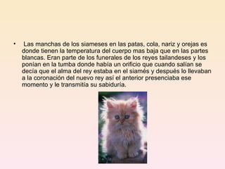 Las manchas de los siameses en las patas, cola, nariz y orejas es donde tienen la temperatura del cuerpo mas baja que en las partes blancas. Eran parte de los funerales de los reyes tailandeses y los ponían en la tumba donde había un orificio que cuando salían se decía que el alma del rey estaba en el siamés y después lo llevaban a la coronación del nuevo rey así el anterior presenciaba ese momento y le transmitía su sabiduría.  
