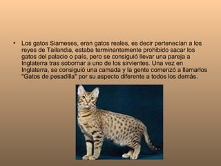 Los gatos Siameses, eran gatos reales, es decir pertenecían a los reyes de Tailandia, estaba terminantemente prohibido sacar los gatos del palacio o país, pero se consiguió llevar una pareja a Inglaterra tras sobornar a uno de los sirvientes. Una vez en Inglaterra, se consiguió una camada y la gente comenzó a llamarlos "Gatos de pesadilla" por su aspecto diferente a todos los demás. 