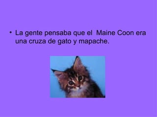 La gente pensaba que el  Maine Coon era una cruza de gato y mapache. 