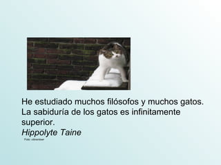 He estudiado muchos filósofos y muchos gatos.
La sabiduría de los gatos es infinitamente
superior.
Hippolyte Taine
Foto: vibrantswr
 
