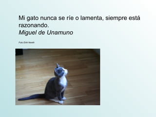 Mi gato nunca se ríe o lamenta, siempre está
razonando.
Miguel de Unamuno
Foto Eirik Newth
 