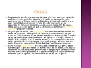    Una creencia popular sostiene que siempre aterrizan sobre sus patas -lo
    cual hacen generalmente-; durante una caída, un gato puede girar y
    enderezar por reflejo su cuerpo utilizando su sentido del equilibrio y su
    gran flexibilidad.Se denomina reflejo de enderezamiento a esta
    capacidad en común de los gatos, con la notable excepción de algunas
    razas que carecen de cola, ya que la utilizan para conservar el momento
    angular y preparar su caída.
   Al igual que los perros, son digitígrados: caminan directamente sobre los
    dedos de sus patas. Son capaces de caminar minuciosamente, ya que
    todos los felinos colocan su pata trasera casi directamente sobre la huella
    de su pata delantera correspondiente, minimizando el ruido y el rastro
    visible. Esto también proporciona la sensación de terreno firme para sus
    patas traseras mientras caminan a través del terreno. Mientras que las
    patas delanteras tienen cinco dedos, las traseras sólo poseen cuatro.
   Como muchos depredadores, tienen garras retráctiles. Las garras están
    cubiertas por la piel que rodea las almohadillas de los dedos. Esto es para
    conservar afiladas las garras, previniendo el desgaste por contacto con el
    terreno. Estirando o golpeando a la presa con las patas logran tensar los
    tendones que las operan, forzando así la extensión de las garras.
 