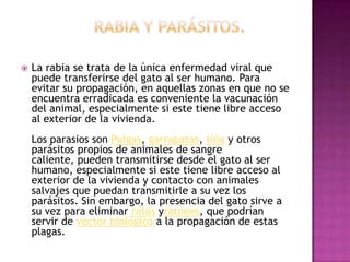    La rabia se trata de la única enfermedad viral que
    puede transferirse del gato al ser humano. Para
    evitar su propagación, en aquellas zonas en que no se
    encuentra erradicada es conveniente la vacunación
    del animal, especialmente si este tiene libre acceso
    al exterior de la vivienda.
    Los parasios son Pulgas, garrapatas, tiña y otros
    parásitos propios de animales de sangre
    caliente, pueden transmitirse desde el gato al ser
    humano, especialmente si este tiene libre acceso al
    exterior de la vivienda y contacto con animales
    salvajes que puedan transmitirle a su vez los
    parásitos. Sin embargo, la presencia del gato sirve a
    su vez para eliminar ratas yratones, que podrían
    servir de vector biológico a la propagación de estas
    plagas.
 