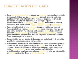    Como animal de compañía, es una de las mascotas más populares en todo
    el mundo. Debido a que su domesticación es relativamente reciente,
    pueden vivir en ambientes silvestres formando pequeñas colonias. La
    asociación del gato con los humanos lo condujo a figurar
    prominentemente en la mitología y en leyendas de diferentes culturas,
    incluyendo a las civilizaciones egipcia, japonesa, china yescandinava.
   Es un animal instintivamente cazador. Los gatos en libertad viven de
    forma semisalvaje y cazan ratones y ratas, entre otras especies, que de
    otra forma comerían importantes cantidades de grano. Los domésticos
    capturan insectos, ratones y pequeños pájarosinstintivamente, aunque
    generalmente no los consumen. Incluso, las presas pueden ser utilizadas
    como obsequio para el dueño/a.
   Son preferidos por sus hábitos de limpieza, por su bajo nivel de atención
    y cuidados requeridos para su manutención.
   as evidencias arqueológicas indicarían que uno de los primeros lugares de
    domesticación de los gatos fue la isla de Chipre hace unos 9.500 años y
    que poco tiempo después estos felinos eran comunes entre las culturas
    de la Creciente Fértil. Luego, hace quizás unos 3.500 años, y
    probablemente a través de comerciantes fenicios, el gato fue introducido
    en Europa continental desde el Antiguo Egipto.
 