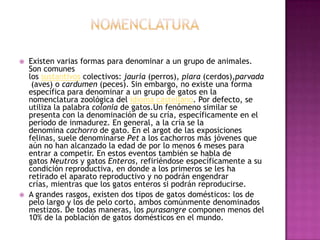    Existen varias formas para denominar a un grupo de animales.
    Son comunes
    los sustantivos colectivos: jauría (perros), piara (cerdos),parvada
     (aves) o cardumen (peces). Sin embargo, no existe una forma
    específica para denominar a un grupo de gatos en la
    nomenclatura zoológica del idioma castellano. Por defecto, se
    utiliza la palabra colonia de gatos.Un fenómeno similar se
    presenta con la denominación de su cría, específicamente en el
    período de inmadurez. En general, a la cría se la
    denomina cachorro de gato. En el argot de las exposiciones
    felinas, suele denominarse Pet a los cachorros más jóvenes que
    aún no han alcanzado la edad de por lo menos 6 meses para
    entrar a competir. En estos eventos también se habla de
    gatos Neutros y gatos Enteros, refiriéndose específicamente a su
    condición reproductiva, en donde a los primeros se les ha
    retirado el aparato reproductivo y no podrán engendrar
    crías, mientras que los gatos enteros si podrán reproducirse.
   A grandes rasgos, existen dos tipos de gatos domésticos: los de
    pelo largo y los de pelo corto, ambos comúnmente denominados
    mestizos. De todas maneras, los purasangre componen menos del
    10% de la población de gatos domésticos en el mundo.
 