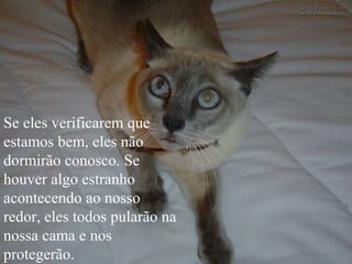Se eles verificarem que
estamos bem, eles não
dormirão conosco. Se
houver algo estranho
acontecendo ao nosso
redor, eles todos pularão na
nossa cama e nos
protegerão.
 