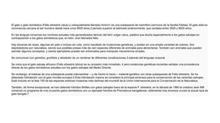 El gato o gato doméstico (Felis silvestris catus) y coloquialmente llamado minino1 es una subespecie de mamífero carnívoro de la familia Felidae. El gato está en
convivencia cercana al ser humano desde hace unos 9500 años,2 periodo superior al estimado anteriormente, que oscilaba entre 3500 y 8000 años.
En las lenguas romances los nombres actuales más generalizados derivan del latín vulgar catus, palabra que aludía especialmente a los gatos salvajes en
contraposición a los gatos domésticos que, en latín, eran llamados felis.
Hay docenas de razas, algunas sin pelo o incluso sin cola, como resultado de mutaciones genéticas, y existen en una amplia variedad de colores. Son
depredadores por naturaleza, siendo sus posibles presas más de cien especies diferentes de animales para alimentarse. También son animales que pueden
asimilar algunos conceptos, y ciertos ejemplares pueden ser entrenados para manipular mecanismos simples.
Se comunican con gemidos, gruñidos y alrededor de un centenar de diferentes vocalizaciones,3 además del lenguaje corporal.
Se creía que el gato salvaje africano (Felis silvestris lybica) es su ancestro más inmediato, 4 pero evidencias genéticas recientes señalan una procedencia
directa de los gatos domésticos actuales con los gatos salvajes del Medio Oriente.
Sin embargo, al tratarse de una subespecie puede intercambiar —y de hecho lo hace— material genético con otras subespecies de Felis silvestris. Se ha
detectado hibridación con el gato montés europeo.5 Esta hibridación masiva se considera la principal amenaza para la conservación de las variantes salvajes.
Está incluido en la lista 100 de las especies exóticas invasoras más dañinas del mundo6 de la Unión Internacional para la Conservación de la Naturaleza.
También, de forma excepcional, se han obtenido híbridos fértiles con gatos salvajes fuera de la especie F. silvestris; en la década de 1960 la criadora Jean Mill
comenzó un programa de cría cruzando gatos domésticos con un ejemplar hembra de Prionailurus bengalensis, obteniendo tras diversos cruces la actual raza de
gato bengalí.7
 