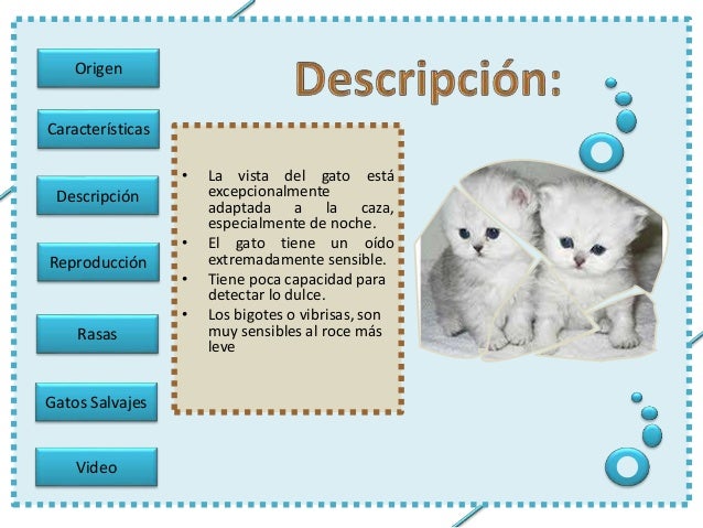 Gatos