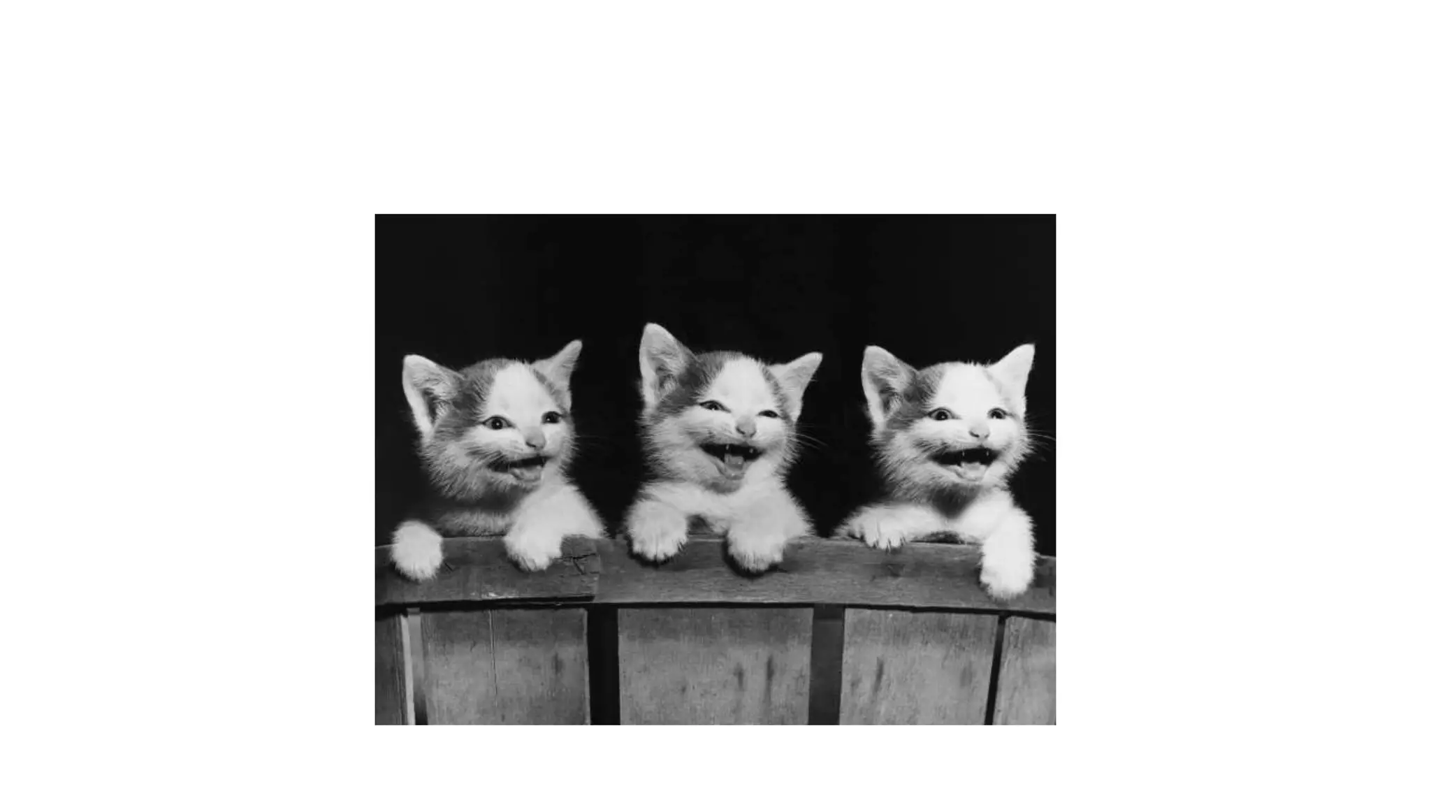 Gatos ppt