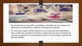 • Se comunican con gemidos, gruñidos y alrededor de un centenar de
diferentes vocalizaciones, además del lenguaje corporal.
• Se creía que el gato salvaje africano era su ancestro más inmediato,
pero evidencias genéticas recientes señalan que los gatos domésticos
actuales comparten una procedencia directa con los gatos salvajes de
Oriente Medio.
 