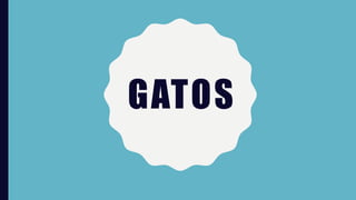 GATOS
 