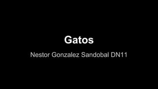 Gatos 
Nestor Gonzalez Sandobal DN11 
 