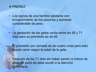  PREÑEZ
• Los signos de una hembra gestante son:
enrojecimiento de los pezones y aumento
considerable de peso.
• La gestación de los gatos oscila entre los 56 y 71
días pero su promedio es de 65.
• El promedio por camada es de cuatro crías pero esto
puede variar según la edad de la gata.
• Después de los 71 días sin haber parido ni indicio de
dolor de parto se debe acudir a la atención
veterinaria.
 