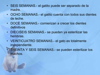 • SEIS SEMANAS.- el gatito puede ser separado de la
madre.
• OCHO SEMANAS.- el gatito cuenta con todos sus dientes
de leche.
• DOCE SEMANAS.- comienzan a crecer los dientes
definitivos
• DIECISEIS SEMANAS.- se pueden ya esterilizar las
hembras.
• VEINTICUATRO SEMANAS.- el gato es totalmente
independiente.
• TREINTA Y SEIS SEMANAS.- se pueden esterilizar los
machos.
 