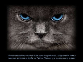 Vive do verdadeiro e não se ilude com as aparências. Ninguém em toda a natureza aprendeu a bastar-se (até na higiene) a si mesmo como o gato! 
