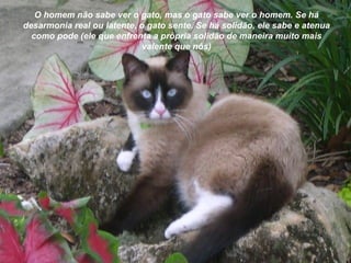 O homem não sabe ver o gato, mas o gato sabe ver o homem. Se há desarmonia real ou latente, o gato sente. Se há solidão, ele sabe e atenua como pode (ele que enfrenta a própria solidão de maneira muito mais valente que nós) 